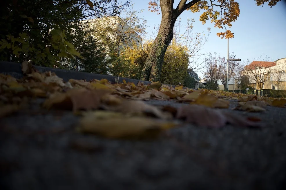 A low viewpoint of a stream and autumn landscape